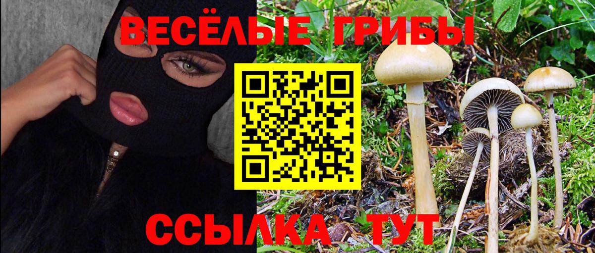 Псилоцибиновые грибы GOLDEN TEACHER  Вход с VPN  Каменск-Шахтинский 