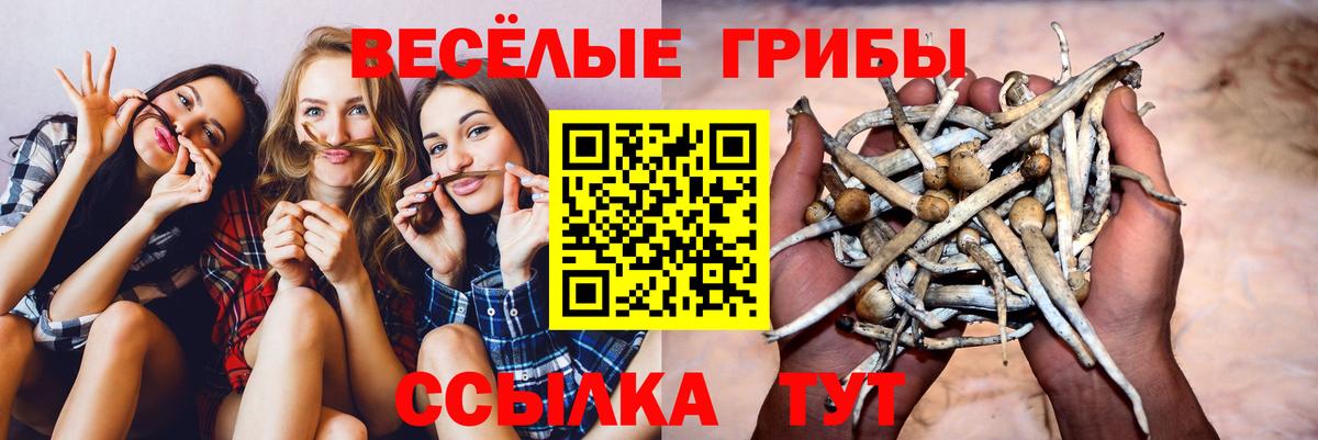 Псилоцибиновые грибы GOLDEN TEACHER Каменск-Шахтинский